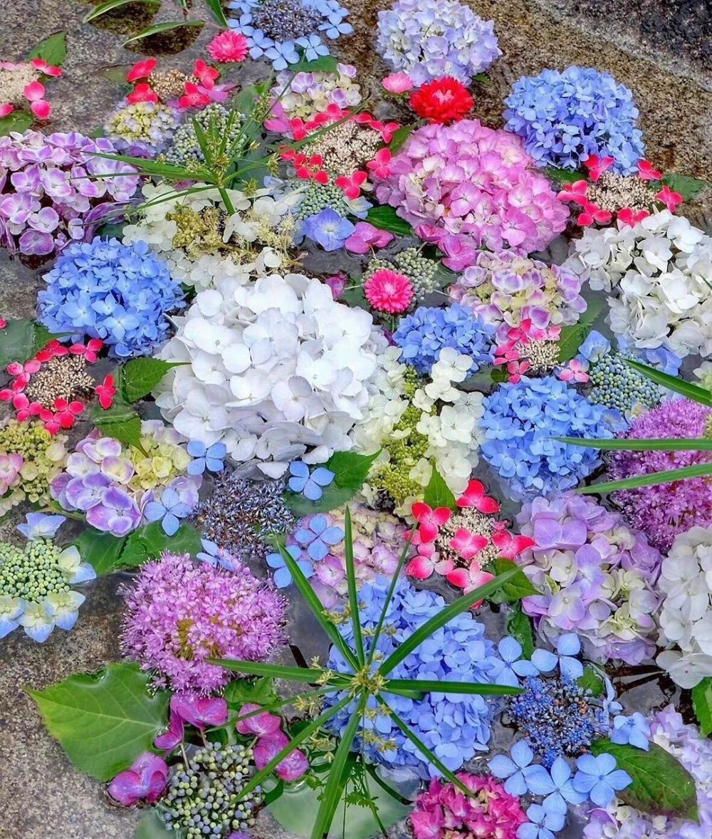 五颜六色的花朵