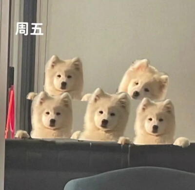 我今天摆烂，明天摆烂，天天摆烂 这不是自律这是什么
侵删致歉