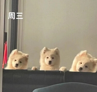 我今天摆烂，明天摆烂，天天摆烂 这不是自律这是什么
侵删致歉