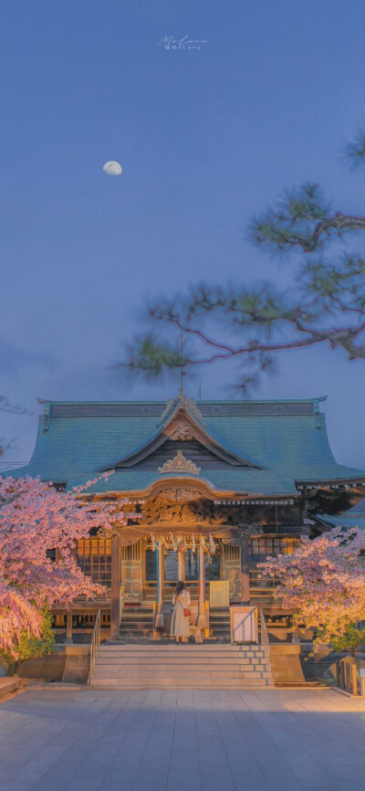 日本樱花