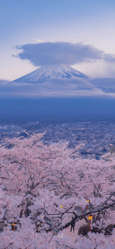 日本樱花