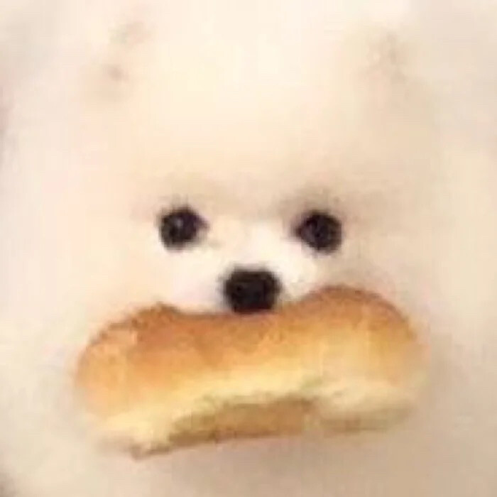 小狗是坠可爱滴(˶‾᷄ ⁻̫ ‾᷅˵)