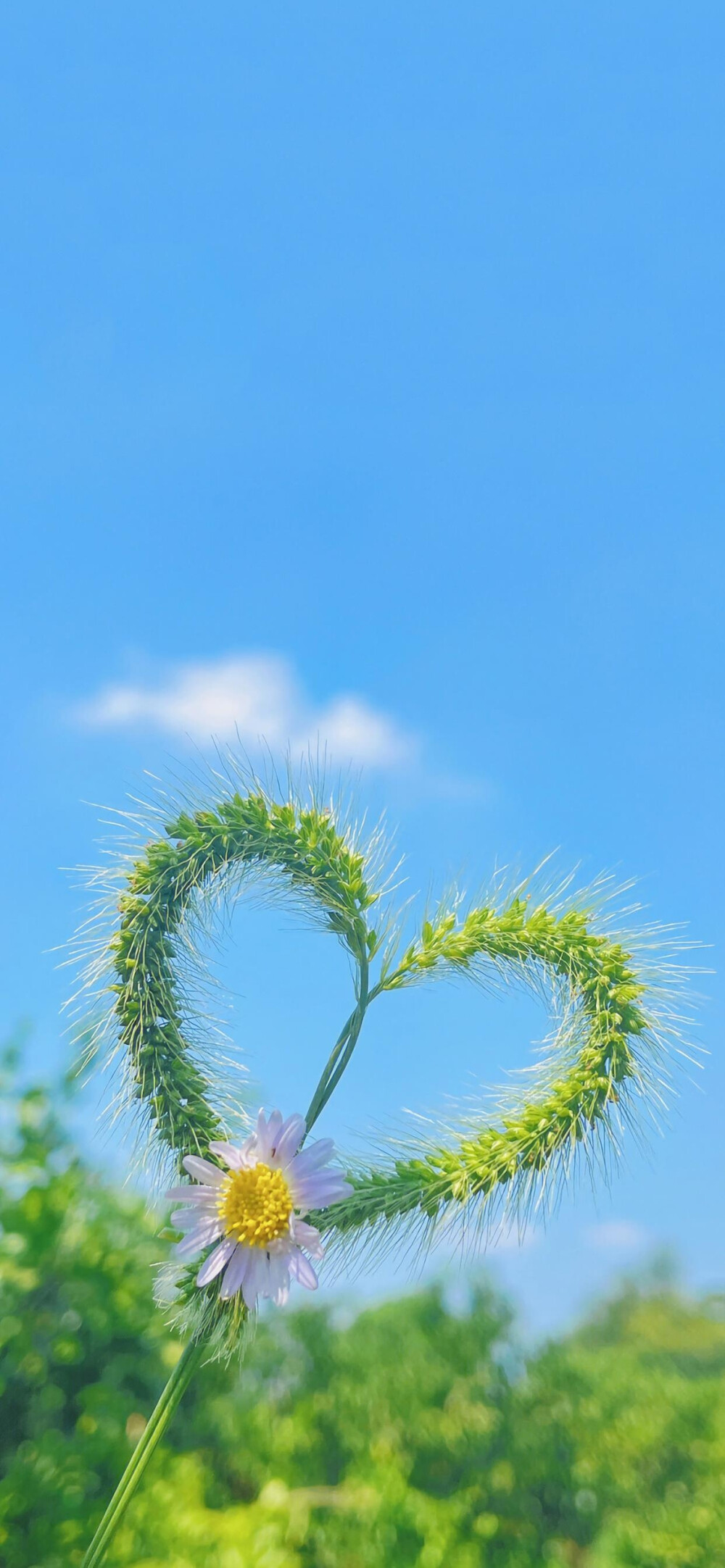 我打算做聊天壁纸