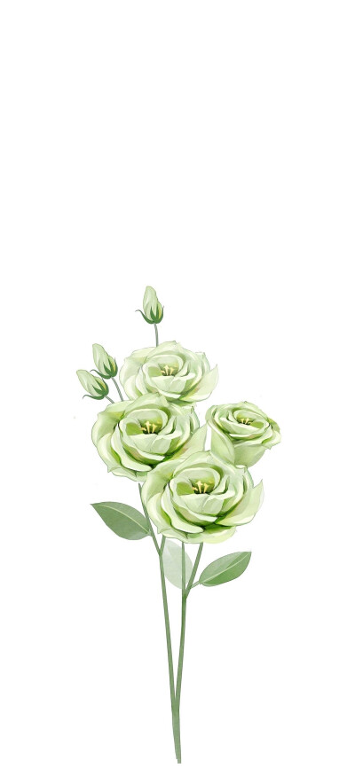 白色 植物 玫瑰 花 简约 壁纸 彩铅 