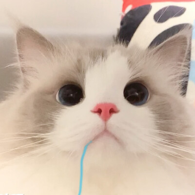 我的名字是 赈早见琥珀主