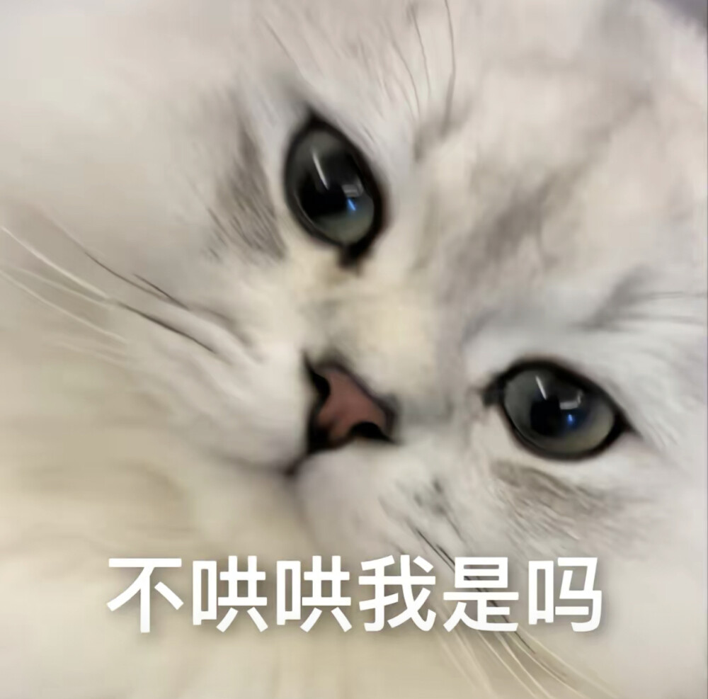 情侣吵架小猫咪可爱表情包