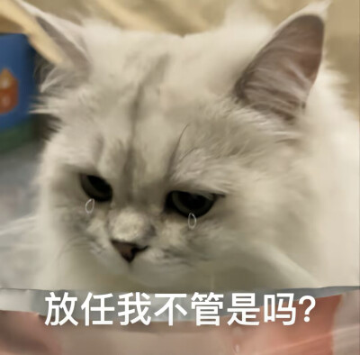 情侣吵架小猫咪可爱表情包