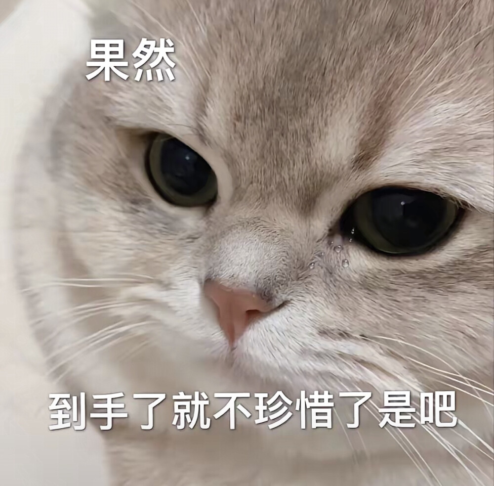 情侣吵架小猫咪可爱表情包