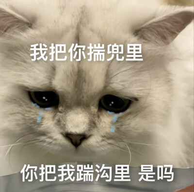 情侣吵架小猫咪可爱表情包