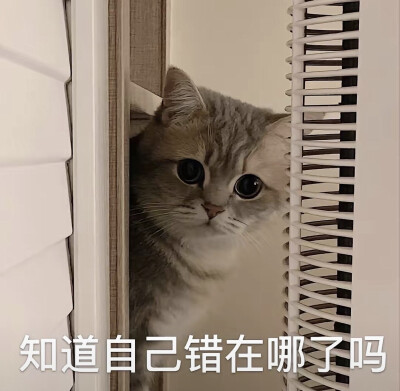 情侣吵架小猫咪可爱表情包