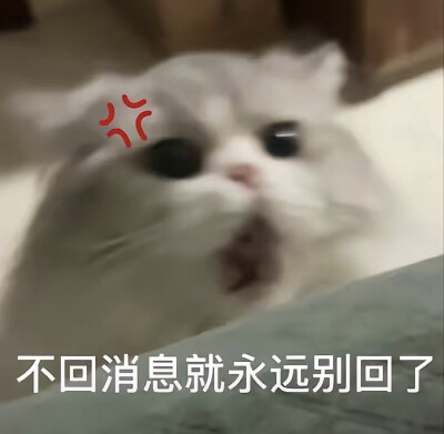 情侣吵架小猫咪可爱表情包