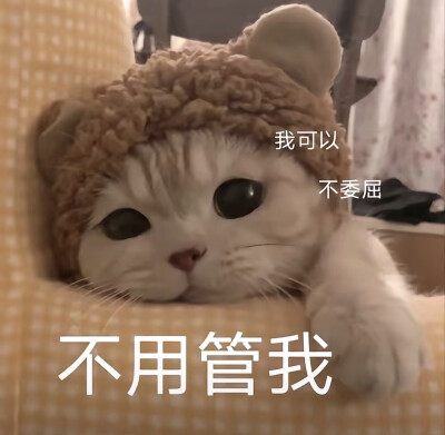 情侣吵架小猫咪可爱表情包