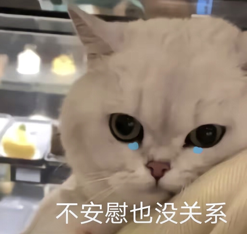 情侣吵架小猫咪可爱表情包