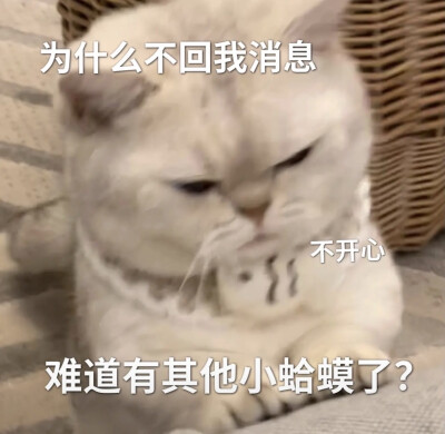 情侣吵架小猫咪表情包可爱