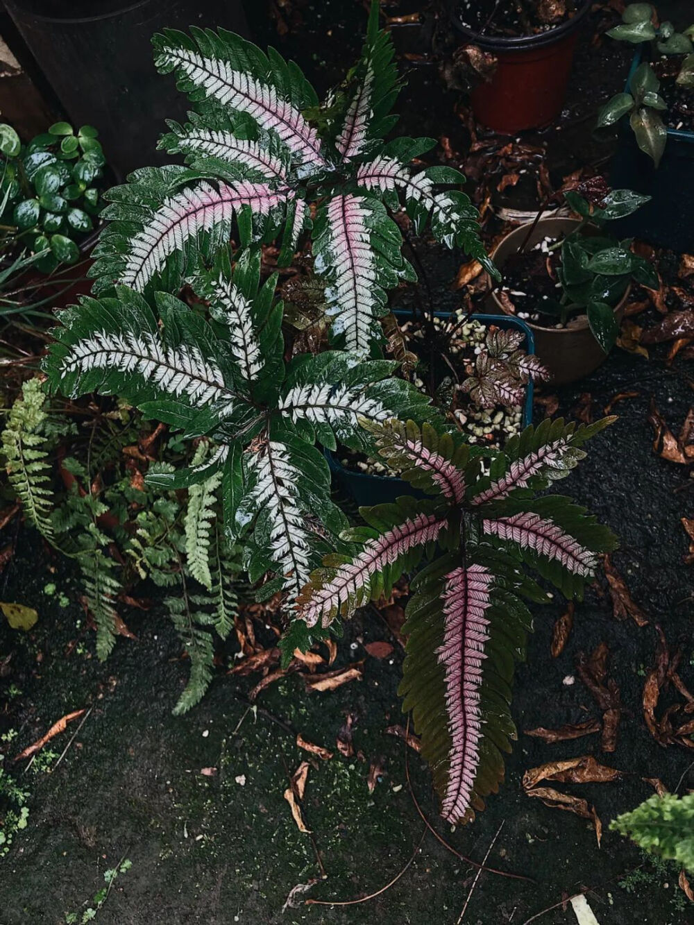 风尾蕨科风尾蕨属陆生蕨类，是紫轴凤尾蕨的变种。植株高大，可长至1.5米高。叶子中间两侧有白色或者玫瑰色的宽带，外侧呈绿色，观赏价值颇高。