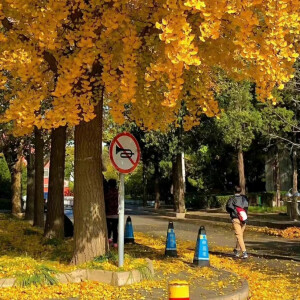 秋天 黄色 暖色 落叶 氛围感 背景图