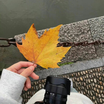 秋天 黄色 暖色 落叶 氛围感 背景图