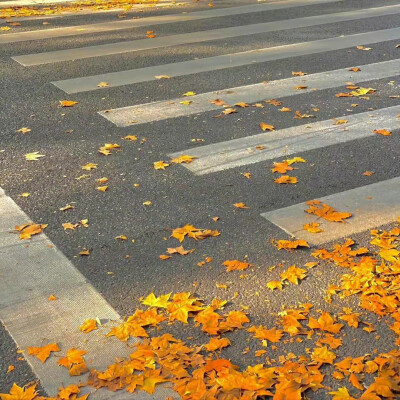 秋天 氛围感 落叶 黄色 暖色 背景图