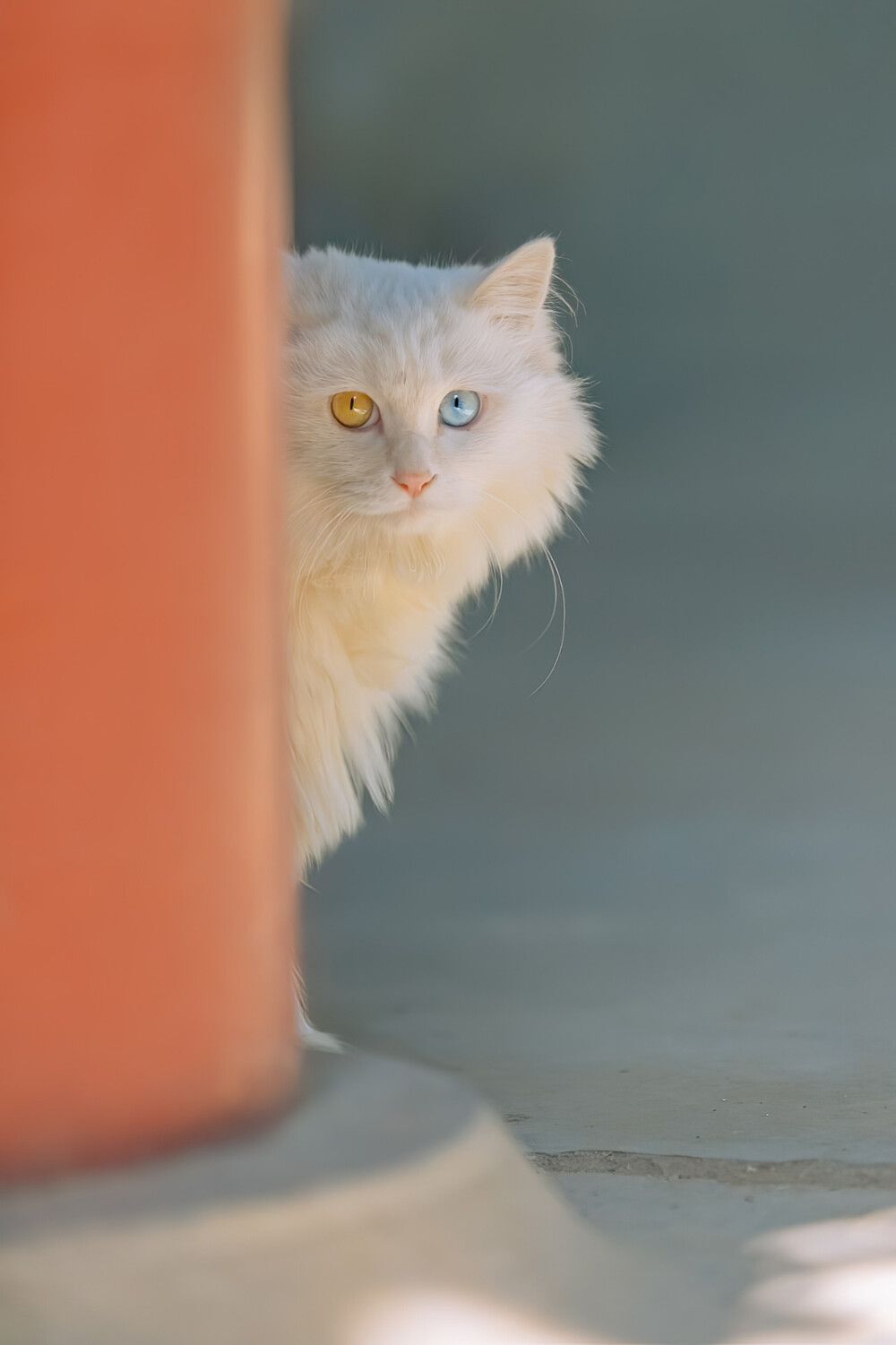 猫咪壁纸
来自网络 侵删