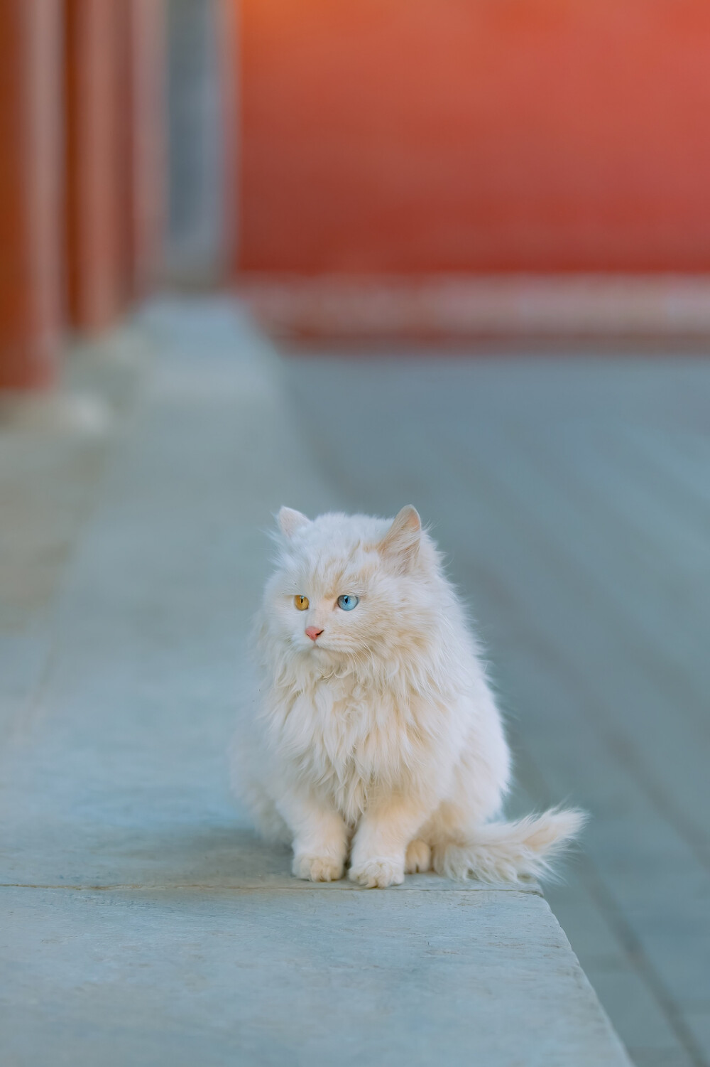 猫咪壁纸
来自网络 侵删