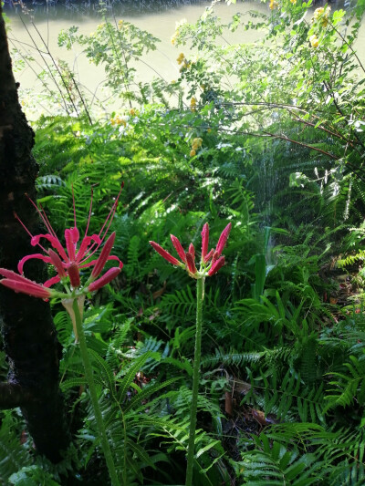 植物园里的小天地