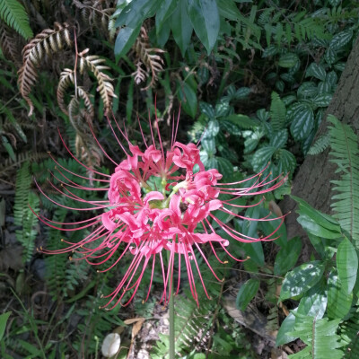 植物园里的小天地