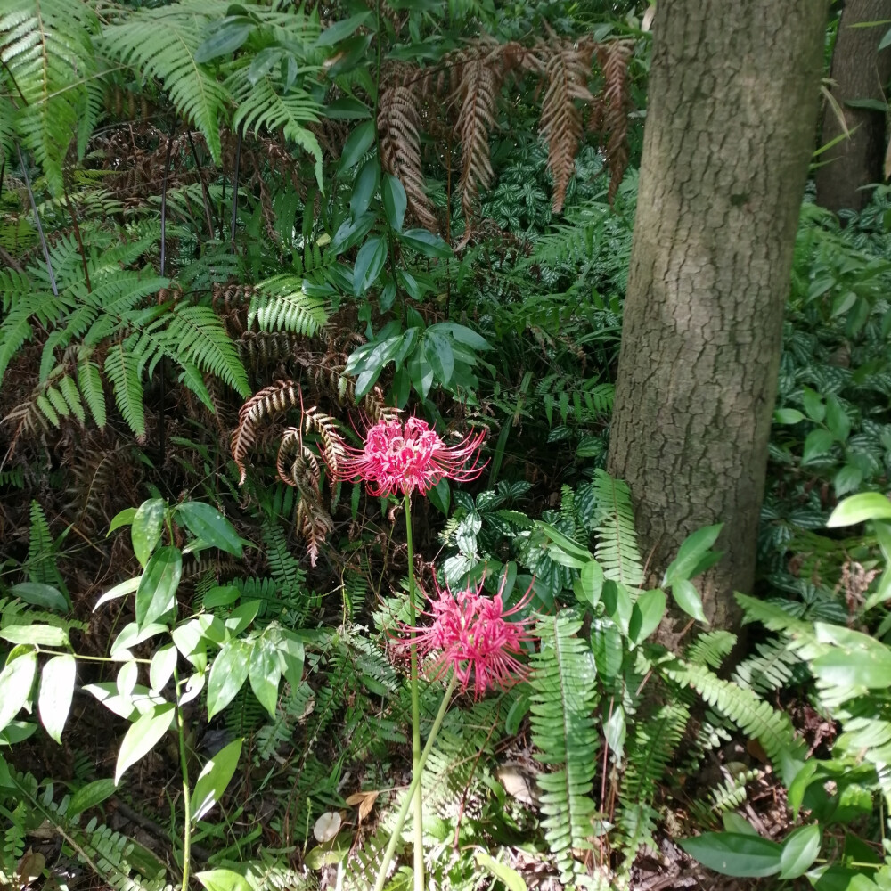 植物园里的小天地