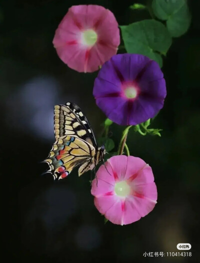 花草