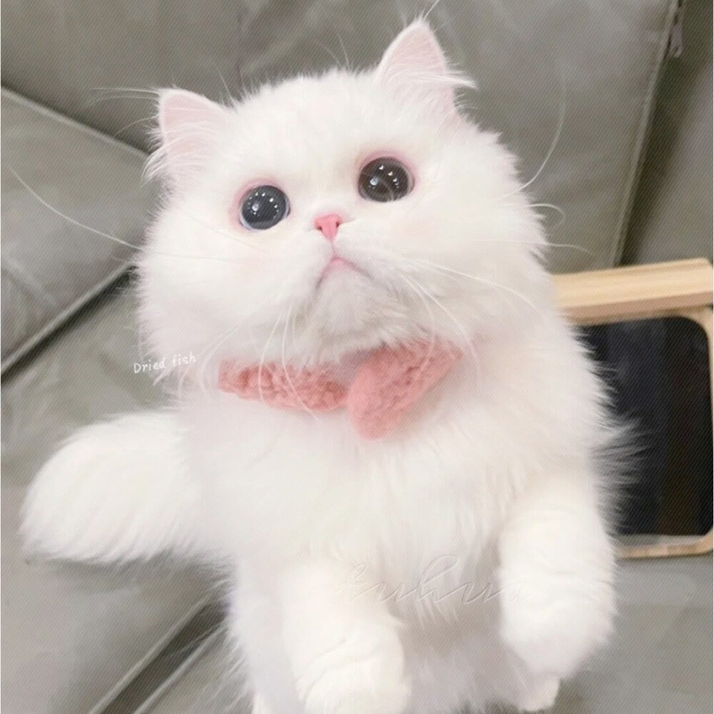 小猫