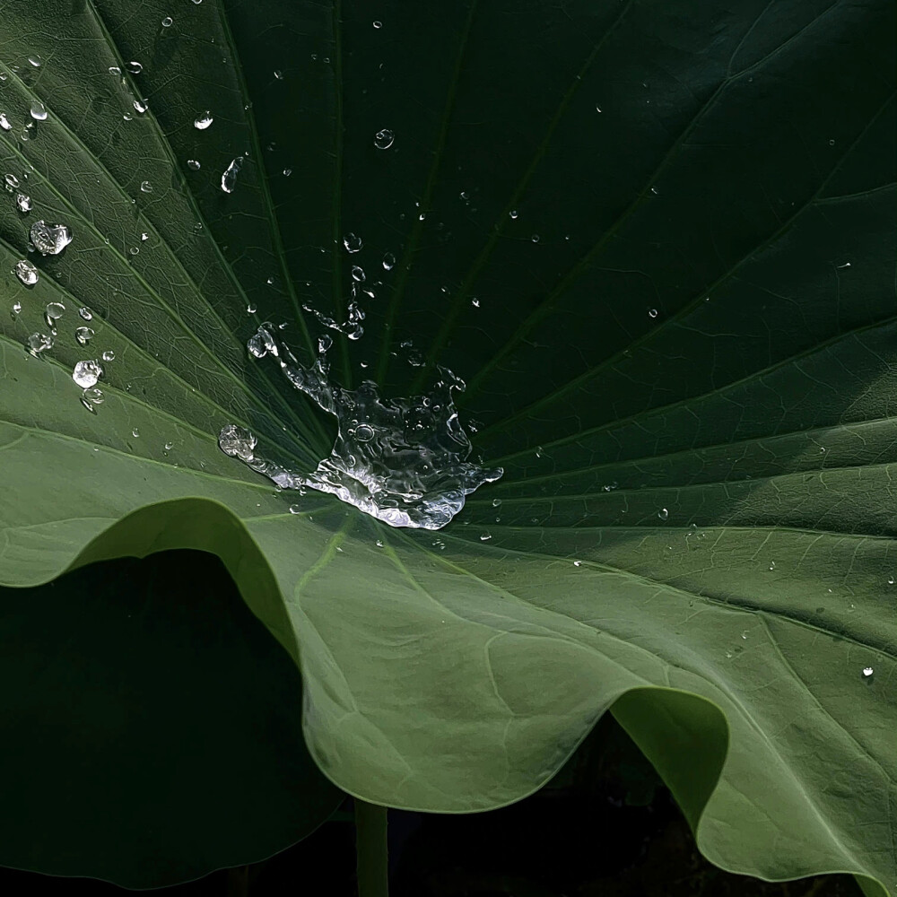 背景｜荷花｜国风｜壁纸｜
我欲与君相知，长命无绝衰。山无棱，江水为竭，东雷震震，夏雨雪，天地合，乃敢与君绝。
I want to know you, and I will live forever. There is no ridge in the mountain, the river is exhausted, the east thunders, the summer rains and snows, and the heavens and the earth are in harmony, so I dare to break with you.