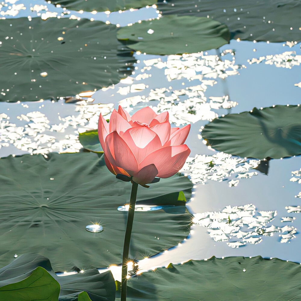 背景｜荷花｜国风｜壁纸｜
我欲与君相知，长命无绝衰。山无棱，江水为竭，东雷震震，夏雨雪，天地合，乃敢与君绝。
I want to know you, and I will live forever. There is no ridge in the mountain, the river is exhausted, the east thunders, the summer rains and snows, and the heavens and the earth are in harmony, so I dare to break with you.