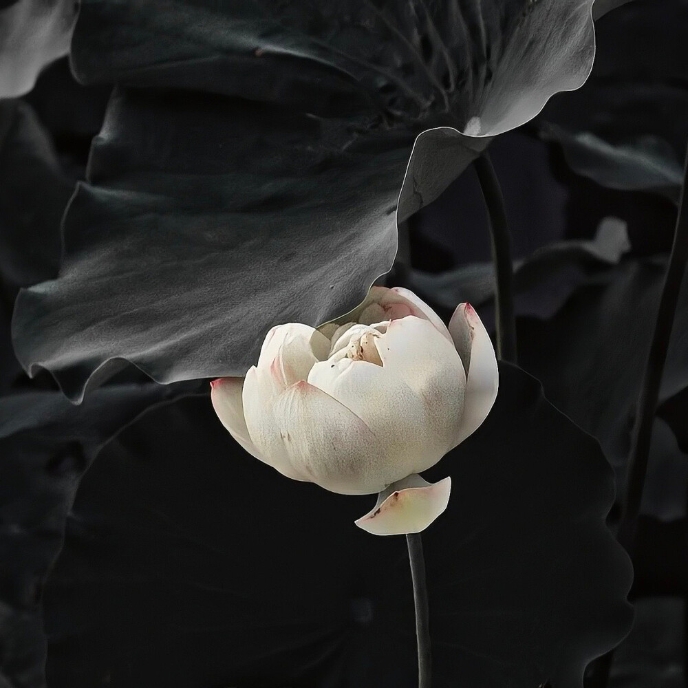 背景｜荷花｜国风｜壁纸｜
我欲与君相知，长命无绝衰。山无棱，江水为竭，东雷震震，夏雨雪，天地合，乃敢与君绝。
I want to know you, and I will live forever. There is no ridge in the mountain, the river is exhausted, the east thunders, the summer rains and snows, and the heavens and the earth are in harmony, so I dare to break with you.