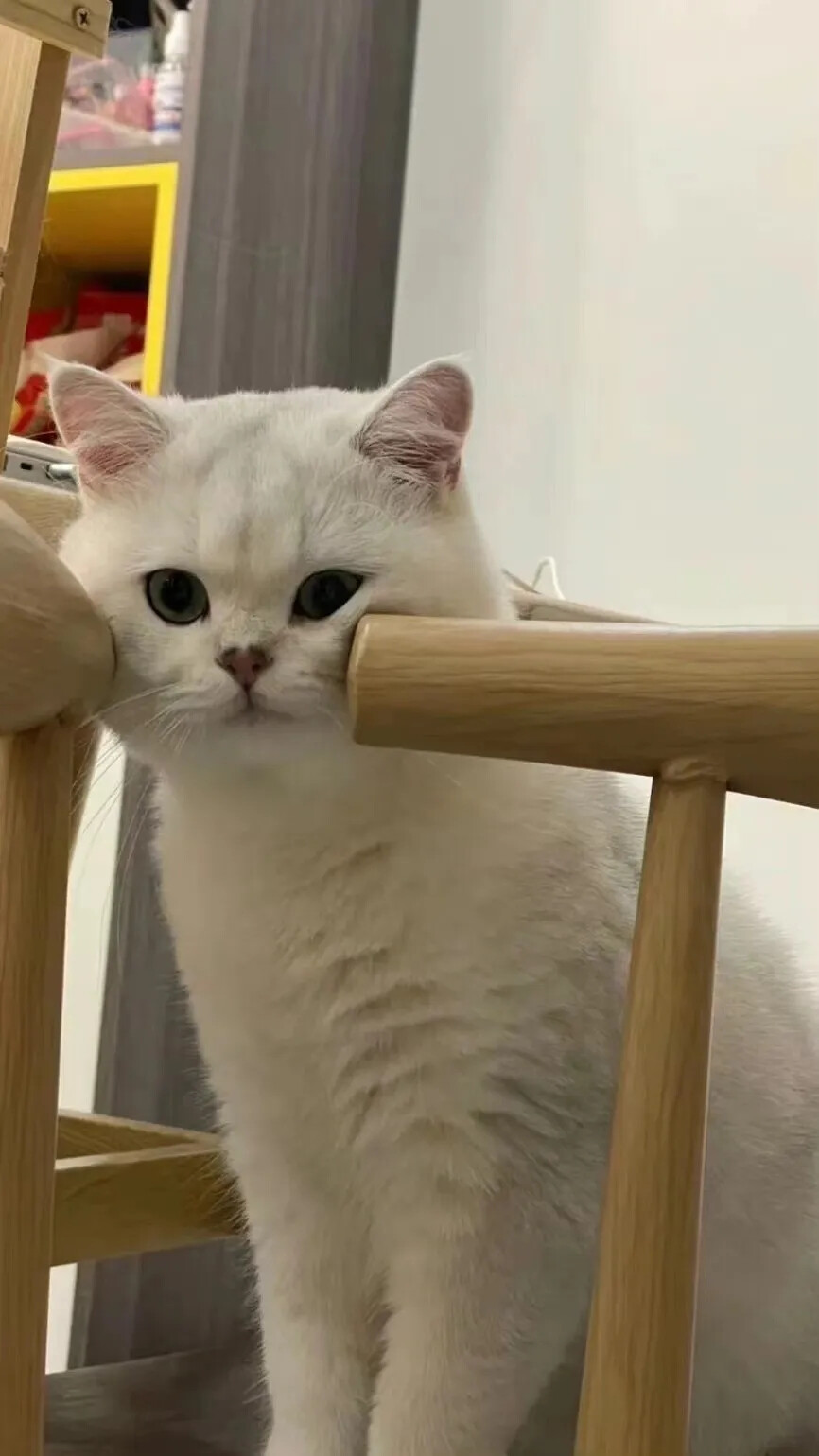 猫猫狗狗壁纸，头像