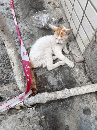 遇到一只脚上有伤的猫，但是本人是学生没有那么多钱治不了他家里也不给养，他的眼睛睁不开，后腿是瘸着的，地点在广东省江门市江海区香保健店右边麻将馆附近，我看的时候他就一直在那里，不知道他会不会移到别的地方…