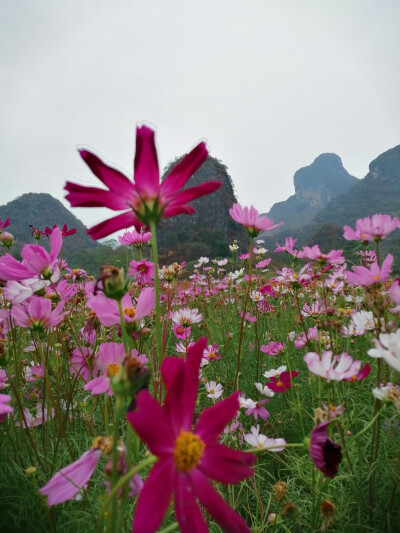 山脚下的格桑花