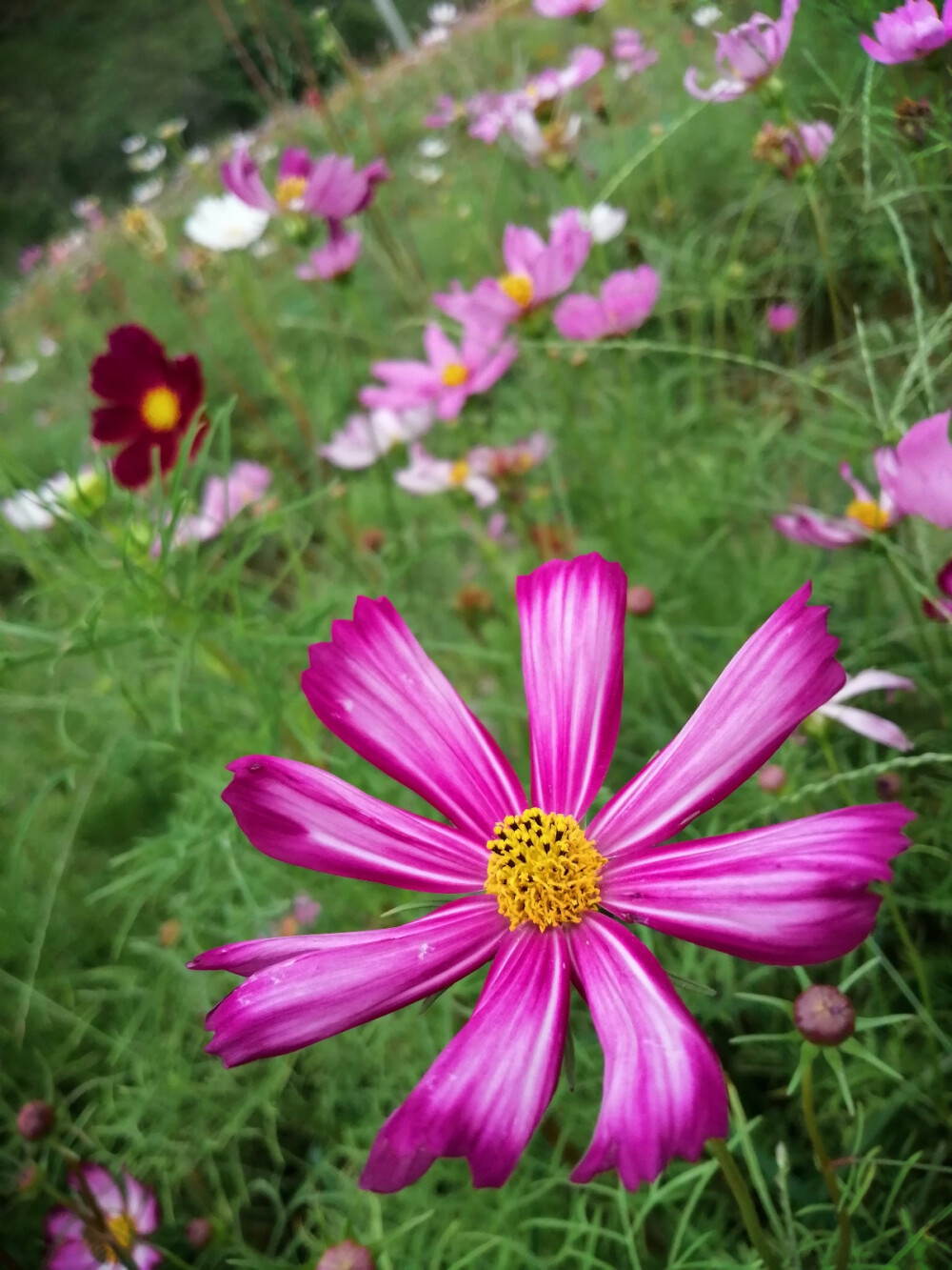 山脚下的格桑花