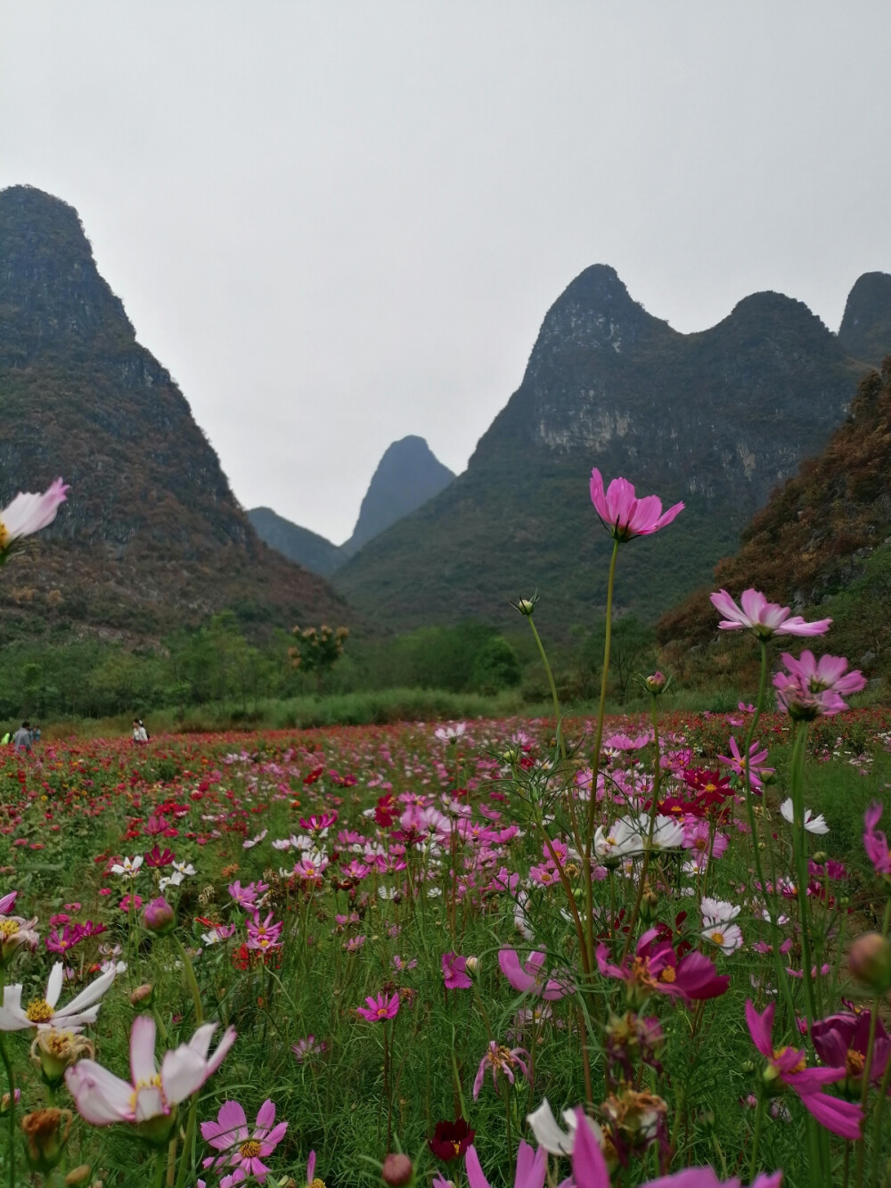 山脚下的格桑花