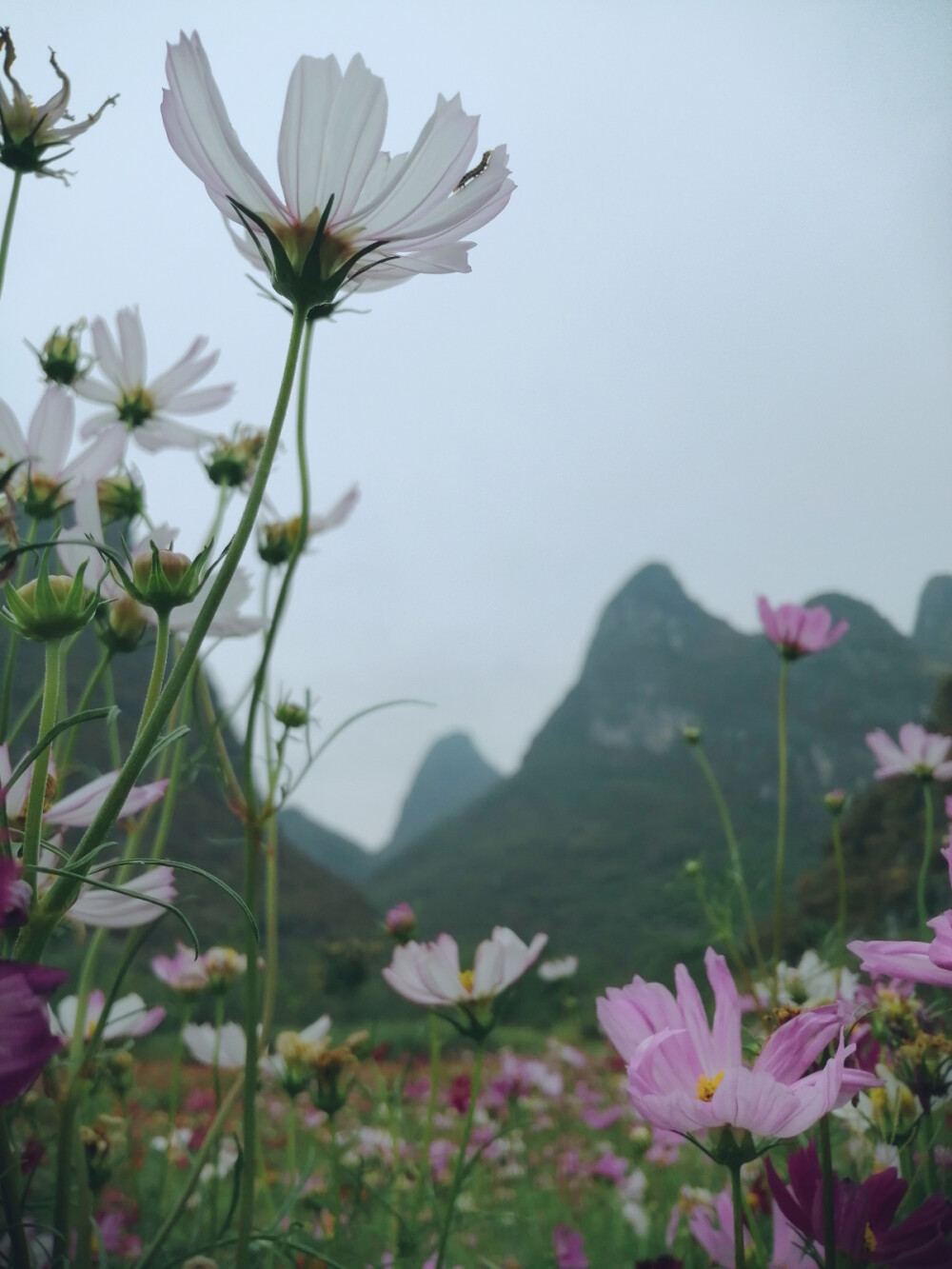 山脚下的格桑花