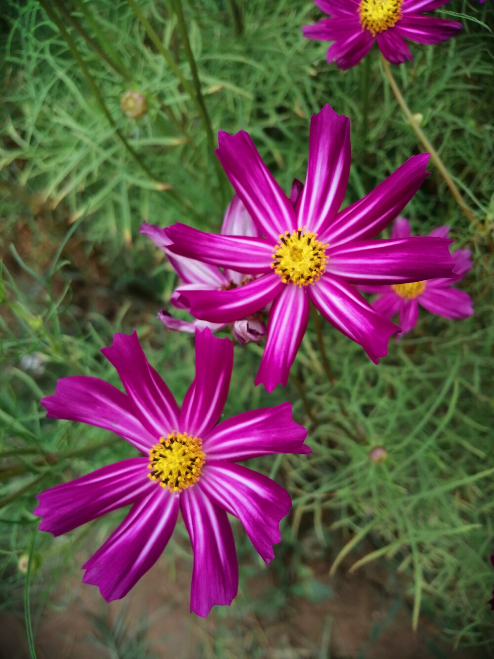 花田拾光