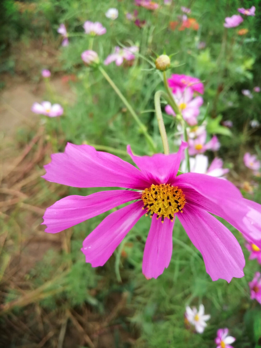 花田拾光