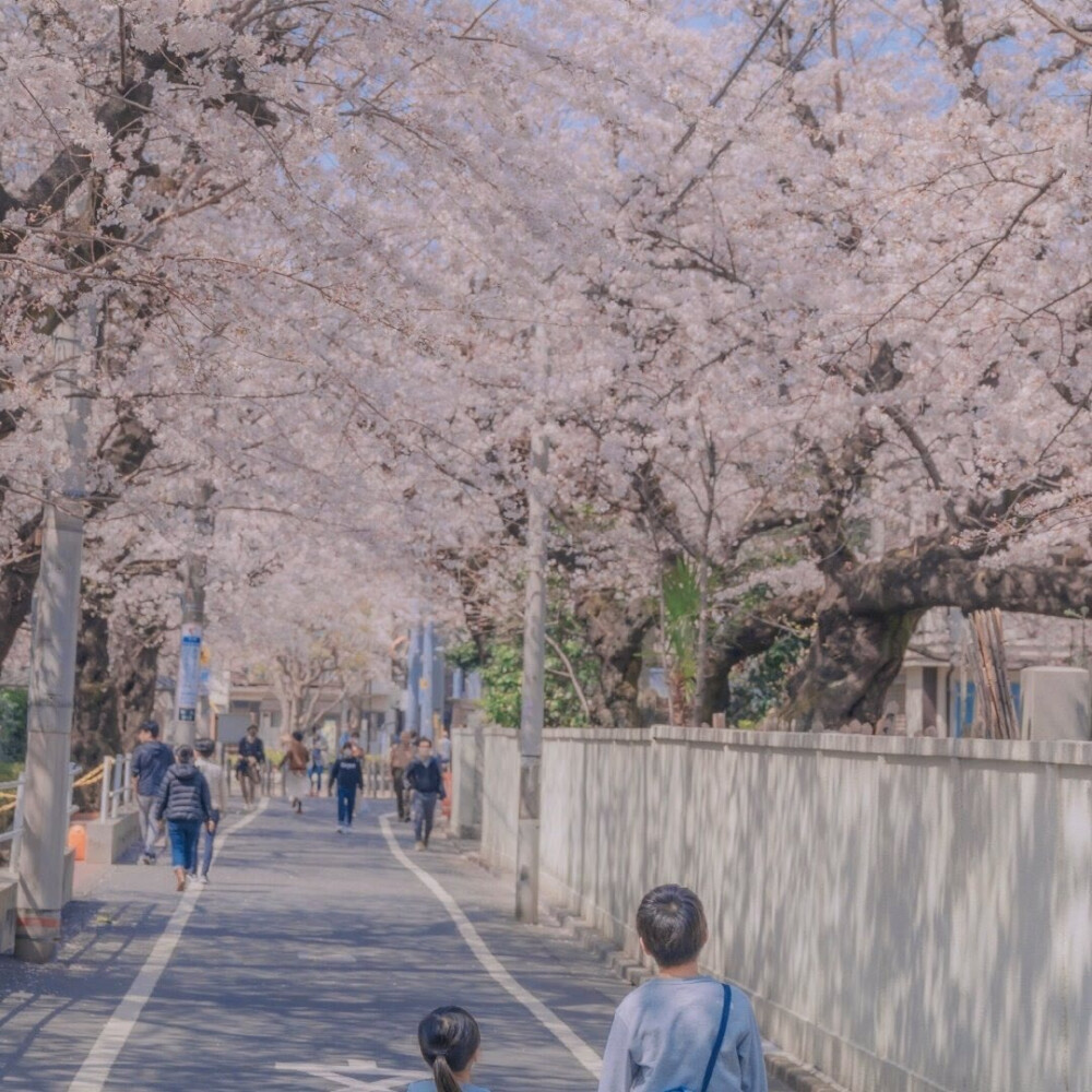 背景图|樱花