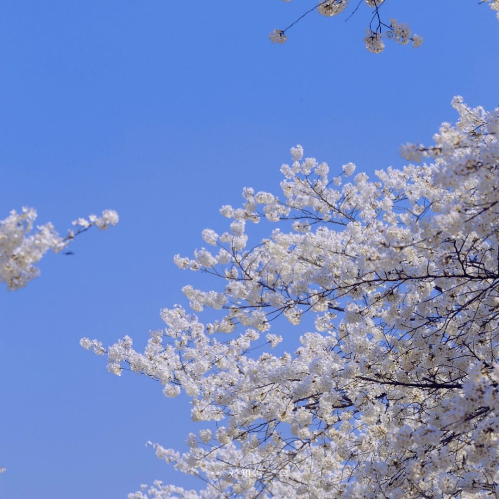 背景图|樱花