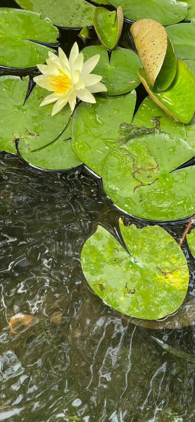 10月9日壁纸