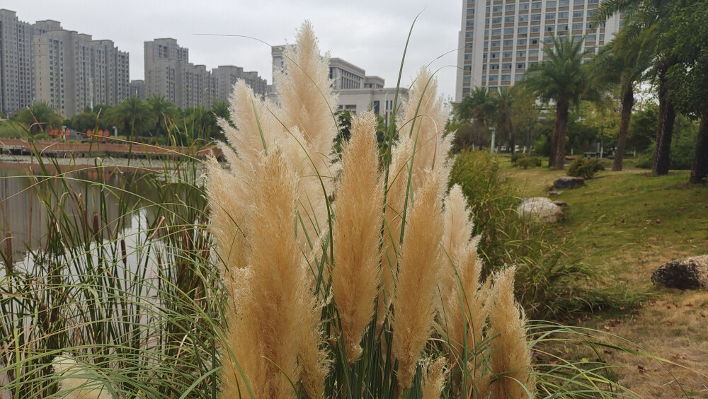 美丽吉安之秋韵：飘逸洒脱的蒲苇风景