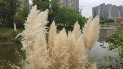 美丽吉安之秋韵：飘逸洒脱的蒲苇风景