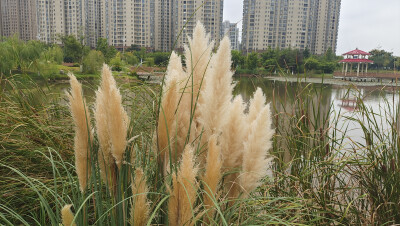 美丽吉安之秋韵：飘逸洒脱的蒲苇风景