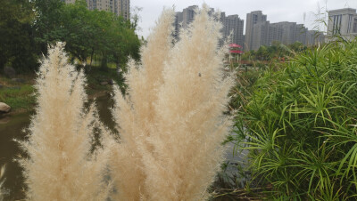 美丽吉安之秋韵：飘逸洒脱的蒲苇风景