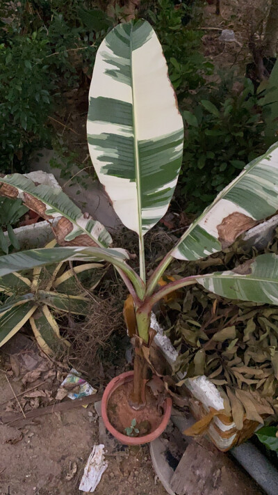 关于变异植物焦叶观察与研究。 一直以来养变异植物最头疼的就是蕉叶问题，我在想是不是缺少叶绿素的情况下在紫外线照射下就非常容易造成蕉叶，于是我把一棵香蕉锦放小巷子里，发现效果还不错，倒是没怎么焦叶了，估…