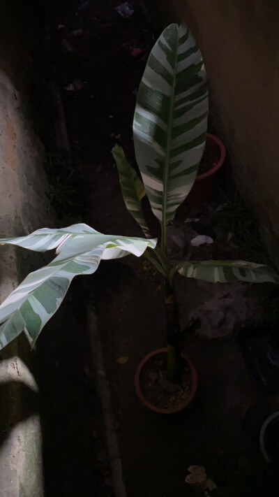 关于变异植物焦叶观察与研究。 一直以来养变异植物最头疼的就是蕉叶问题，我在想是不是缺少叶绿素的情况下在紫外线照射下就非常容易造成蕉叶，于是我把一棵香蕉锦放小巷子里，发现效果还不错，倒是没怎么焦叶了，估…