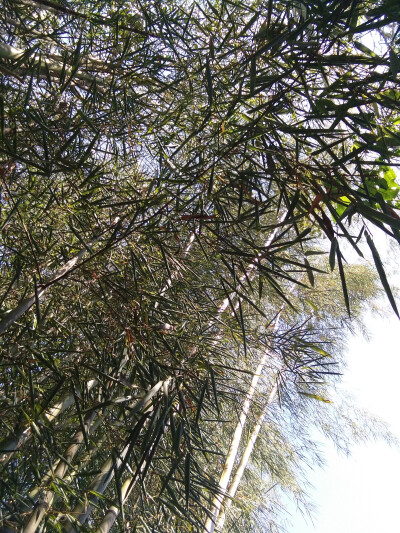 竹林